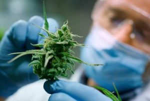 argentina legaliza el cannabis medicinal