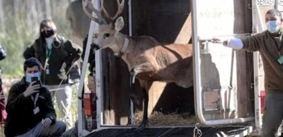 Escobar: Un ciervo en peligro de extinción fue liberado tras su rehabilitación en Temaikèn