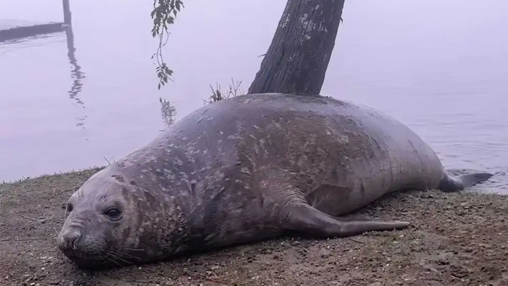 elefante marino en escobar parana de las palmas